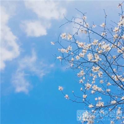 魔力宝宝的回忆破解版下载